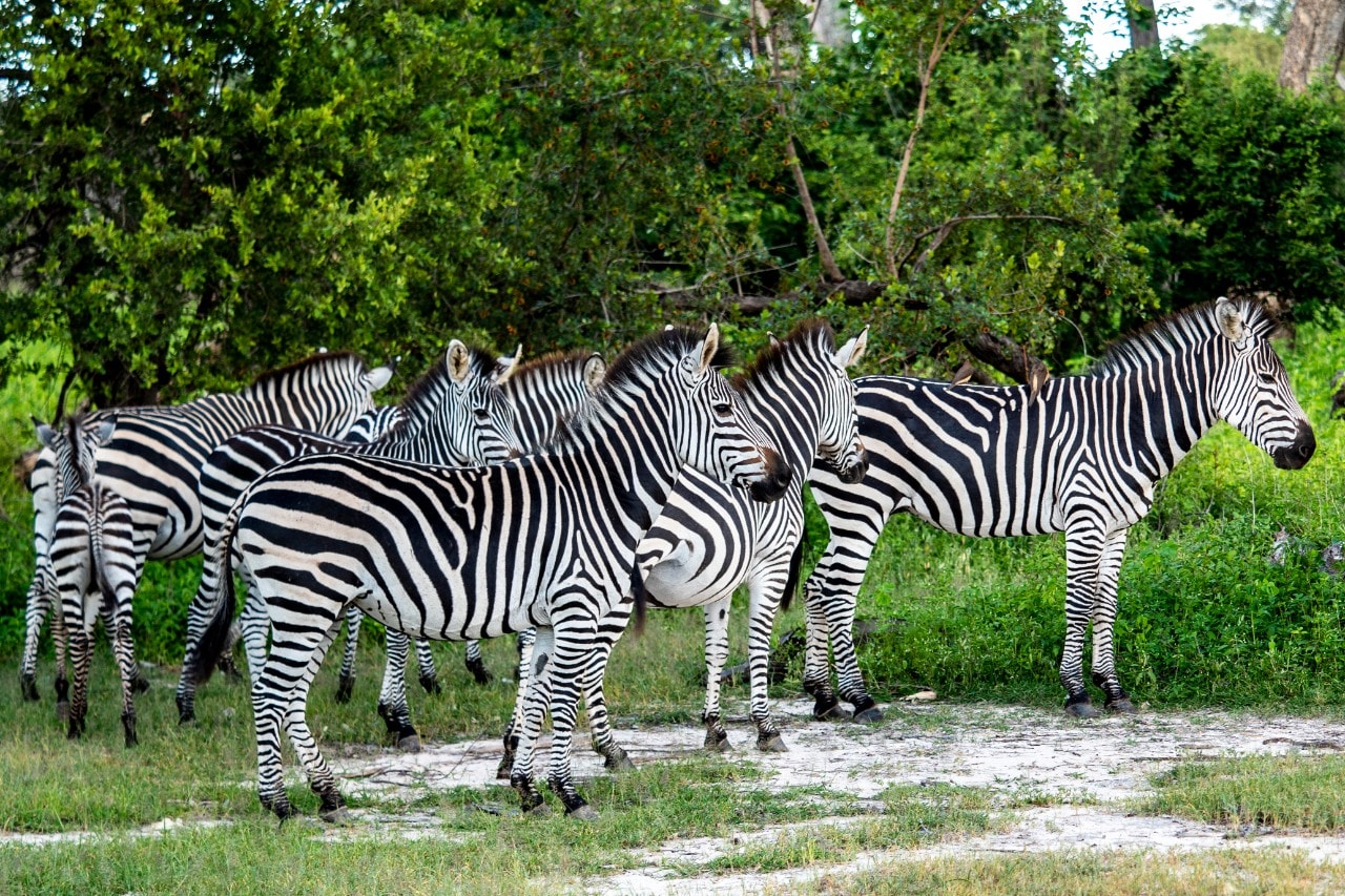 Turismo: Transafrica